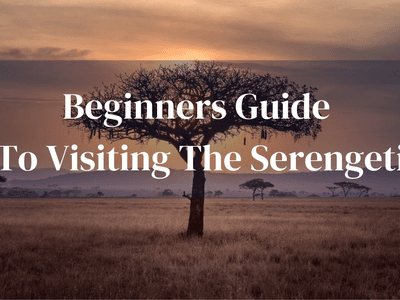 Beginners Guide To Serengeti
