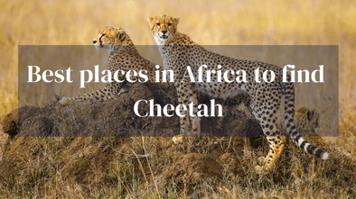 Best Places To Find Cheetah
