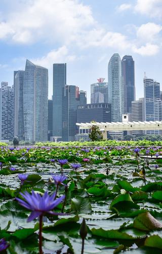 Blue lily flowers daytime Marina baby sands Singapore skyline