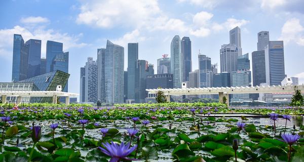 Blue lily flowers daytime Marina baby sands Singapore skyline