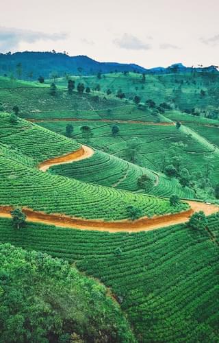 Sri Lanka Tea plantation