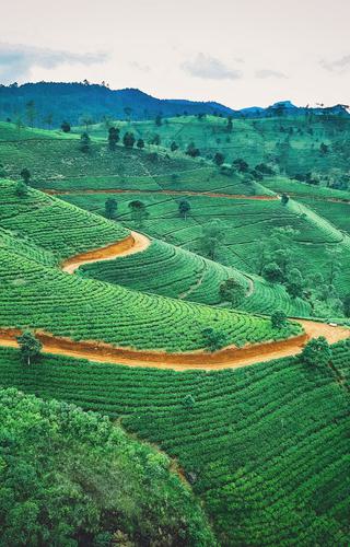 Sri Lanka Tea plantation