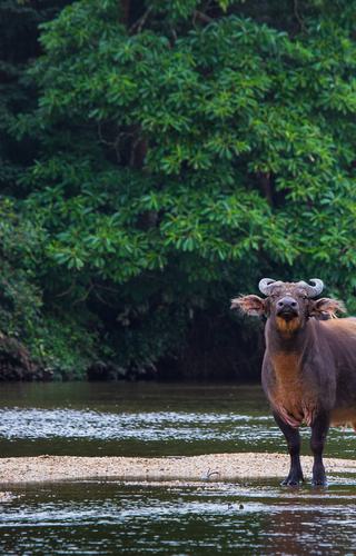 Forest buffalo in the water Classic Portfolio Kamba Congo