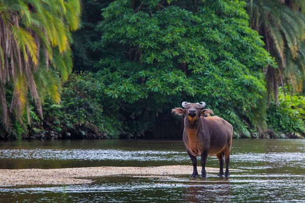 Forest buffalo in the water Classic Portfolio Kamba Congo Forest buffalo in the water Classic Portfolio Kamba Congo