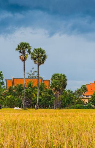 Cambodia countryside Canva Pro