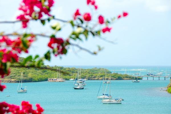 Fuschias Hog Island Grenada Canva Pro Fuschias Hog Island Grenada Canva Pro