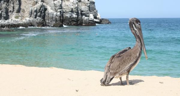 Mexico Baja California pelican on beach
