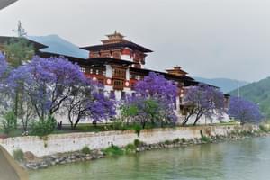 Punakha Dzong Jacarandas Bhutan