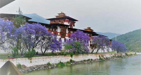 Punakha Dzong Jacarandas Bhutan