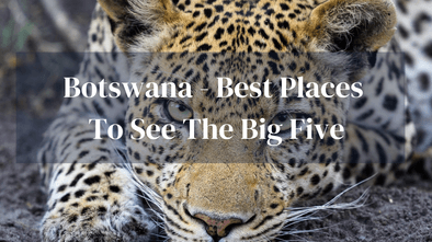 Big Five Botswana