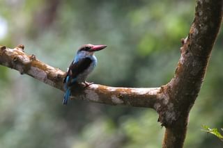 Birding Africa Birding Africa