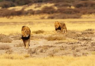 Black Maned Lions Of Kgalagadi