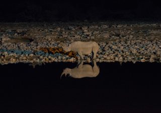 Black Rhino Night Etosha Waterhole Park Site Black Rhino Night Etosha Waterhole Park Site