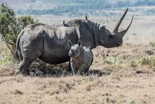 Black Rhino Tracking Kenya