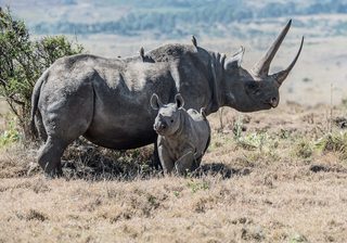 Black Rhino Tracking Kenya