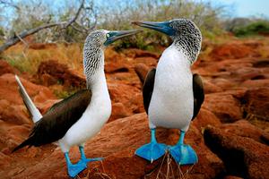 Blue Footed Booby Galapagos Islands Bird Sula Animals