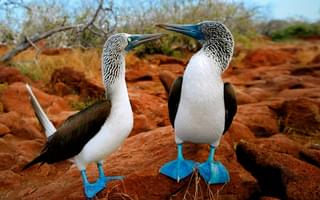 Blue Footed Booby Galapagos Islands Bird Sula Animals