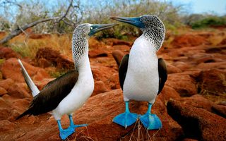 Blue Footed Booby Galapagos Islands Bird Sula Animals