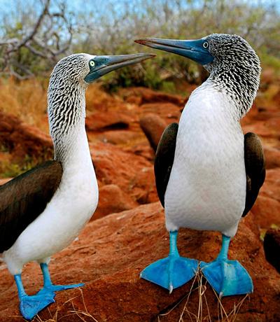 Blue Footed Booby Galapagos Islands Bird Sula Animals