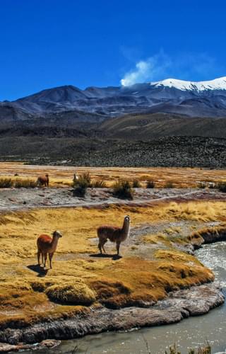 Alpacas and mountains Bolivia min