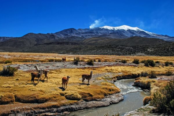 Alpacas and mountains Bolivia min Alpacas and mountains Bolivia min