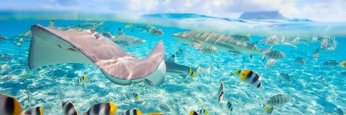 BOB Authentic Shark Lagoon Safari 8 Bora Bora BOB Authentic Shark Lagoon Safari 8 Bora Bora