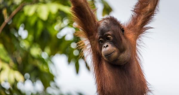 Young orangutan Borneo Malaysia