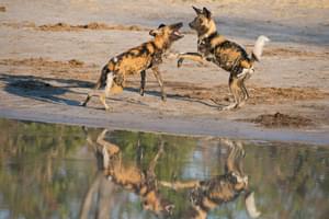 Sunway  Botswana  Moremi Wilddogs  Bruce  Taylor