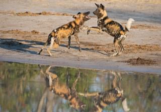 Botswana Moremi Wild dogs - Bruce Taylor