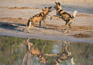 Botswana Moremi Wild dogs - Bruce Taylor Botswana Moremi Wild dogs - Bruce Taylor
