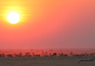 Botswana Buffelo Sunset