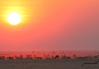 Botswana Buffelo Sunset Botswana Buffelo Sunset