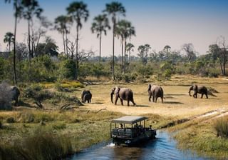 Botswana Chobe Elephant Botswana Chobe Elephant