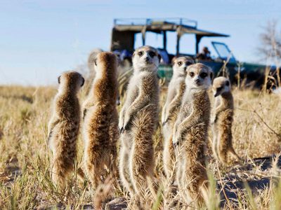 Botswana Makgadikgadi Pans San Camp Family Of Meerkats Botswana Makgadikgadi Pans San Camp Family Of Meerkats