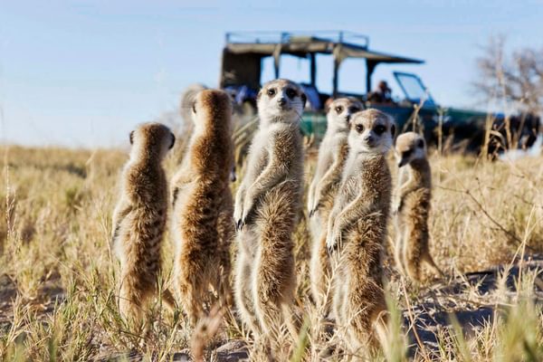 Botswana Makgadikgadi Pans San Camp Family Of Meerkats Botswana Makgadikgadi Pans San Camp Family Of Meerkats