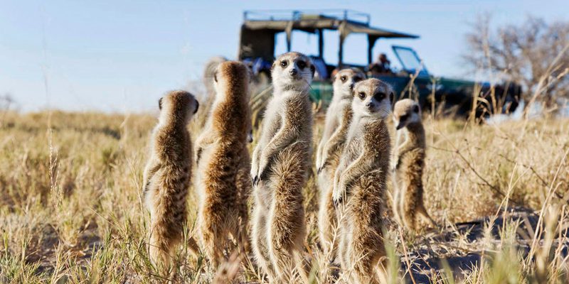 Botswana Makgadikgadi Pans San Camp Family Of Meerkats Botswana Makgadikgadi Pans San Camp Family Of Meerkats