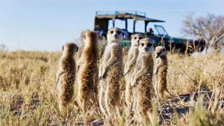 Botswana Makgadikgadi Pans San Camp Family Of Meerkats Botswana Makgadikgadi Pans San Camp Family Of Meerkats