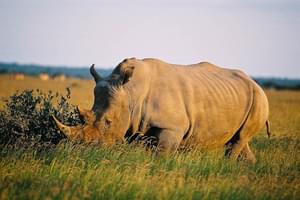 Sunway  Botswana  Khama  Sanctuary Rhino