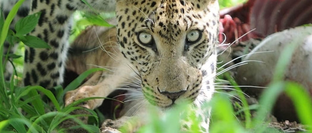 Botswana Moremi Leopard