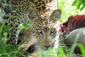 Botswana Moremi Leopard