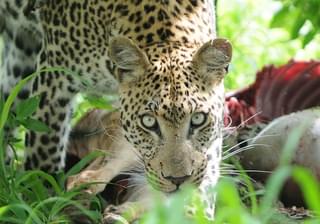 Botswana Moremi Leopard