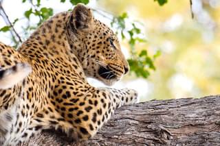 Sunway  Botswana  Moremi Leopard  Gianluca  Trainito 12