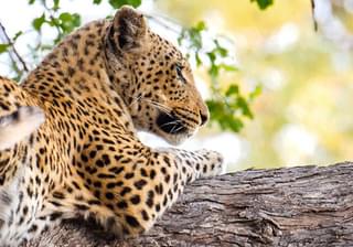 Botswana Moremi Leopard - Gianluca Trainito