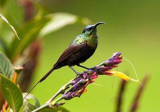 Bronze Sunbird Bronze Sunbird