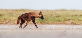 Brown Hyena 2