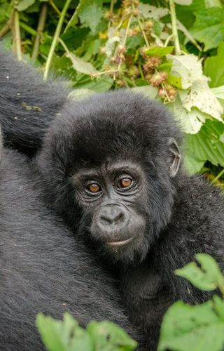 Baby gorilla in Bwindi Impenetrable Forest Uganda