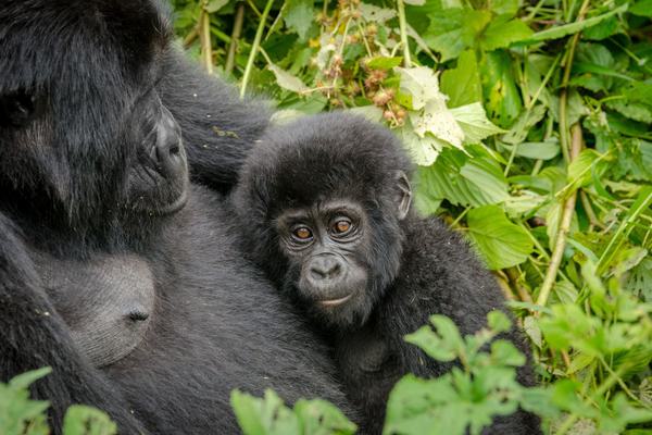 Baby gorilla in Bwindi Impenetrable Forest Uganda Baby gorilla in Bwindi Impenetrable Forest Uganda