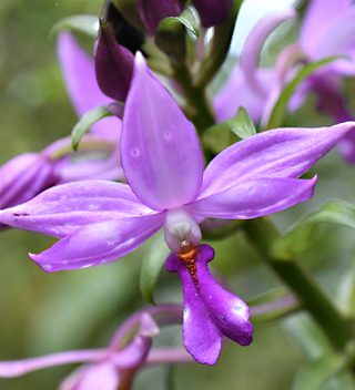 Calanthe Sylvatica 3Bg Calanthe Sylvatica 3Bg