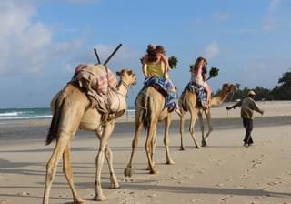 Camel Diani
