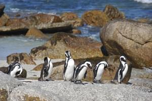 Sunway  South  Africa  Boulders  Beach Penguins